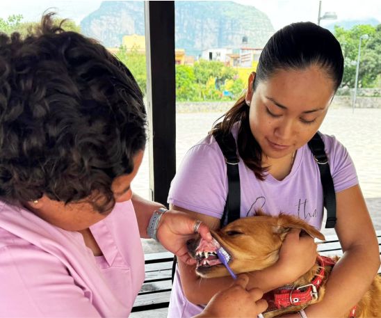 Exitosa Campaña de Esterilización en Tlayacapan