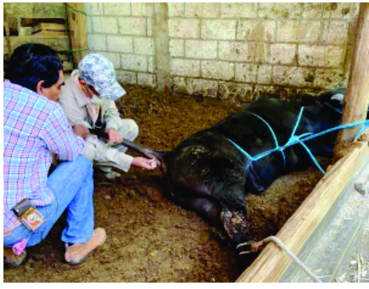 Ganado Sano en Hueyapan