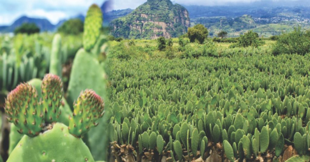 Nopal Orgullo Mexicano