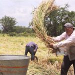 El Mejor Arroz es Morelense