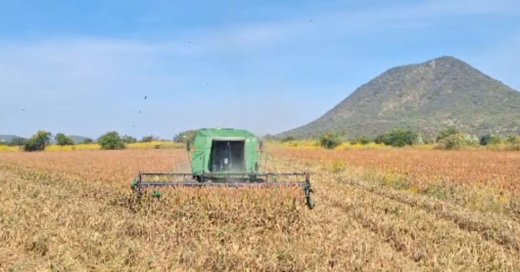 Inició Trilla de Sorgo