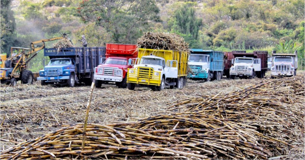 Arrancó la Zafra en Casasano