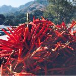 Colorín: una Delicia Morelense