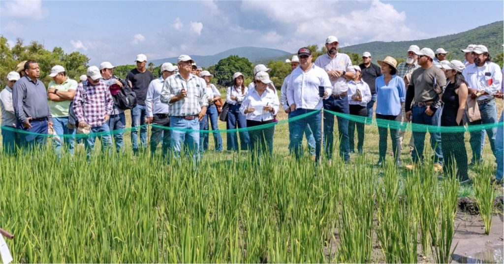 Hay en Morelos 126 Tipos de Arroz