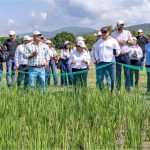 Hay en Morelos 126 Tipos de Arroz