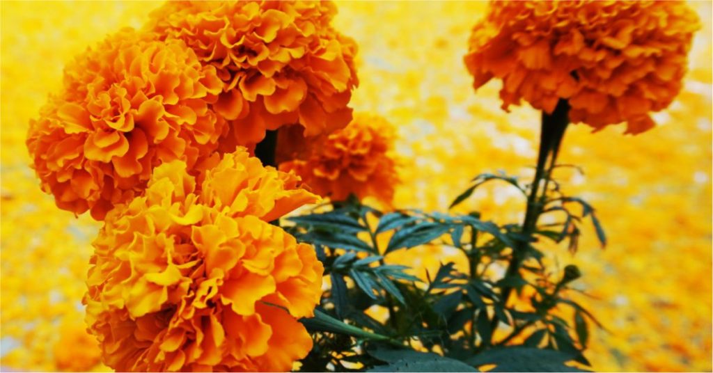 Impulsa Sedagro Compra Local de Flor de Cempasúchil en Morelos