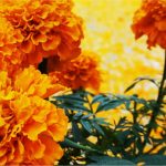 Impulsa Sedagro Compra Local de Flor de Cempasúchil en Morelos