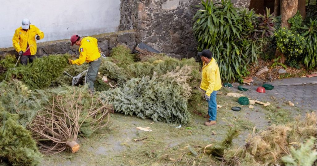 Acopio de Árboles de Navidad