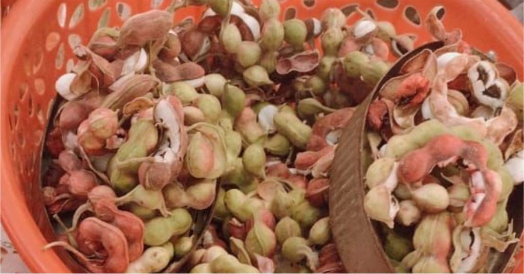 Temporada de Guamúchil