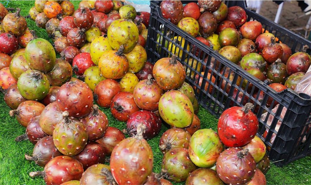 Temporada de Pitayas en la Región Oriente