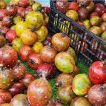 Temporada de Pitayas en la Región Oriente