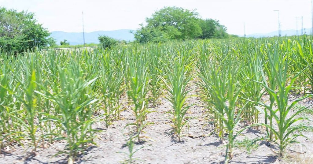 Preocupa a Campesinos del Orientede Morelos la Sequía y Falta de Pagos