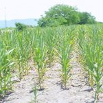 Preocupa a Campesinos del Orientede Morelos la Sequía y Falta de Pagos