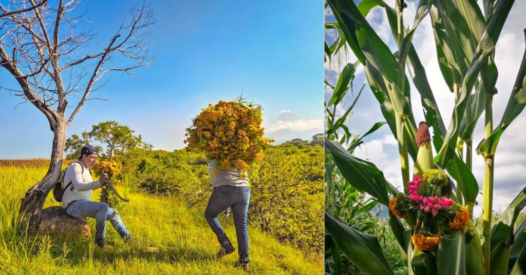 ¿Por qué se usa la Enflorada de Pericón?